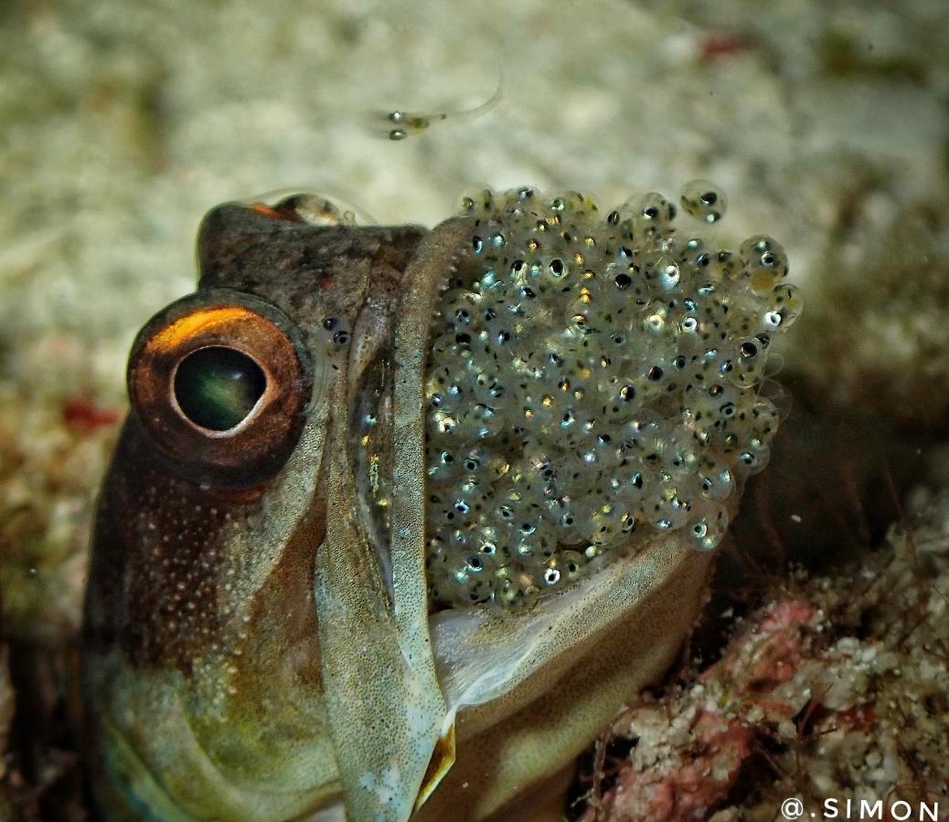 K2 Lembeh Dive Resort Bitung Exterior foto