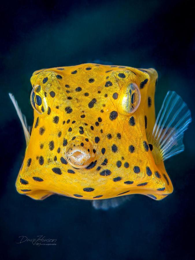 K2 Lembeh Dive Resort Bitung Exterior foto