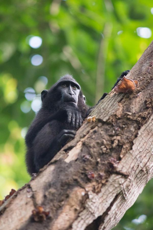 K2 Lembeh Dive Resort Bitung Exterior foto